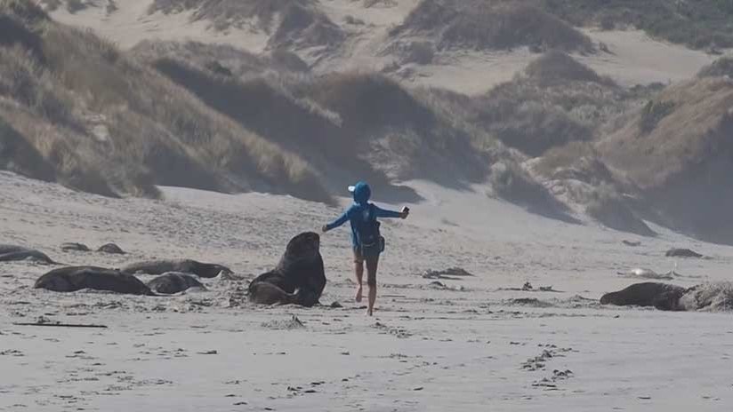 VIDEO: Una turista baila al lado de un lobo marino en la playa y casi resulta atacada por el animal