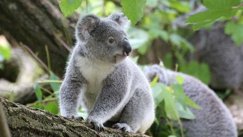 FOTOS: Una perra acomoda en su pelaje a un bebé koala para evitar que muera
