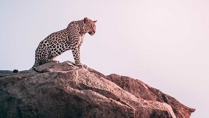 VIDEO: Un leopardo aparece de la nada y se lleva una cabra ante la mirada impotente de los pastores