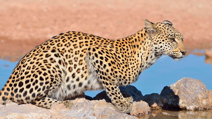 VIDEO: Trata de salvar a un leopardo herido, pero algo sale terriblemente mal