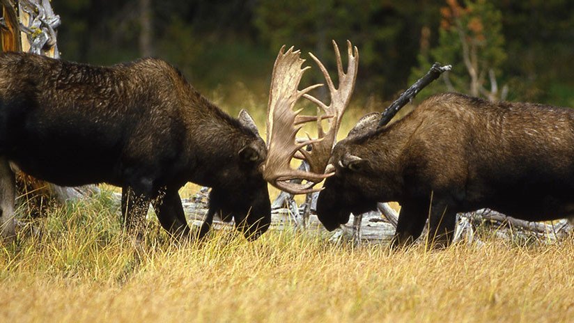 "Nunca vi algo así": Cazador filma un espectacular duelo entre dos alces (VIDEO)