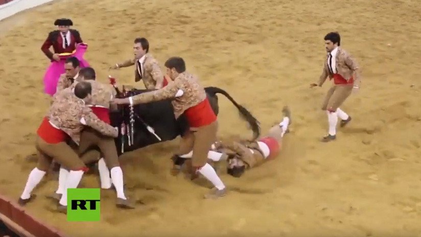 VIDEO: Mozo pierde el conocimiento al tratar de inmovilizar a un toro en una corrida en Portugal