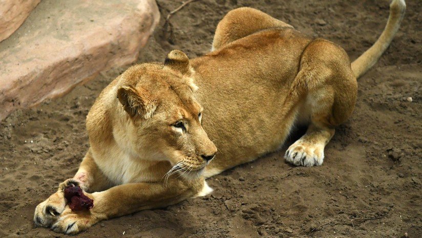 FOTO: Una leona ataca a su dueño ebrio dentro de su casa en México
