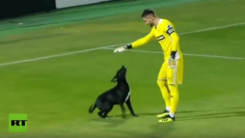 VIDEO: Un perro invade la cancha y paraliza durante varios minutos un partido de fútbol