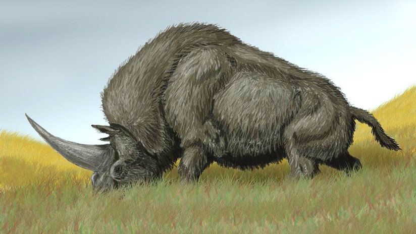 120 elefantes y rinocerontes prehistóricos: Revelan los hallazgos en una caldera volcánica en Rusia