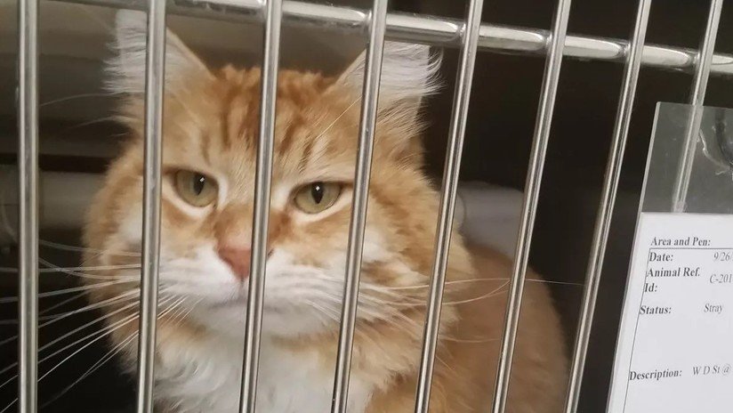 La historia de Bobby, el gato que regresó 16 meses y 1.500 kilómetros después a su casa