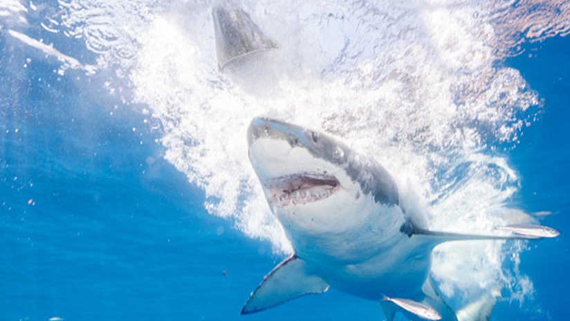 VIDEO: Un tiburón blanco ataca repentinamente a otro frente a un grupo de buzos