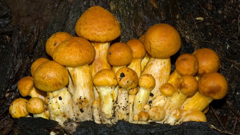 Un hongo de EE.UU. es reconocido como uno de los organismos más grandes y viejos del planeta