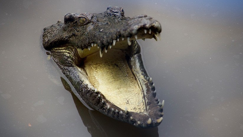 VIDEO: Pillan a un enorme cocodrilo con un leopardo entre los dientes - RT
