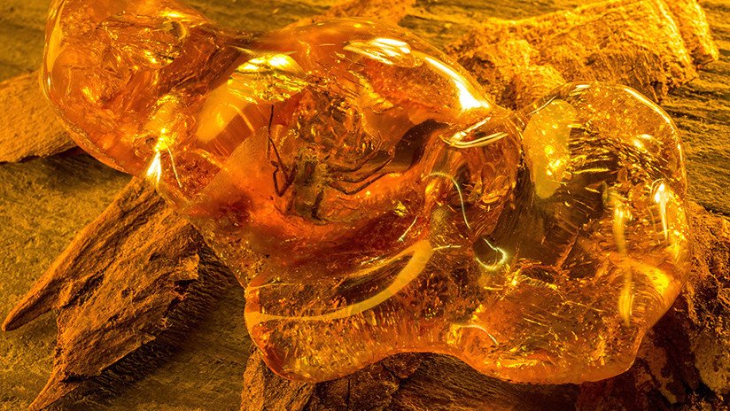 FOTOS: Hallan un caracol atrapado en ámbar hace 99 millones de años