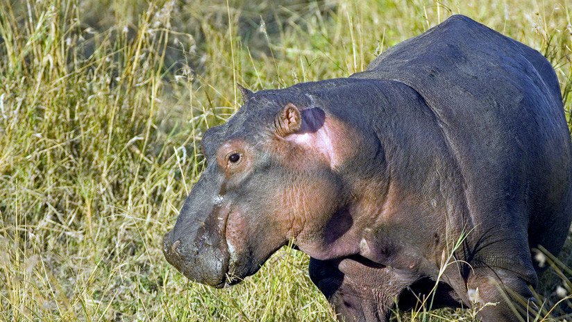 'Al enemigo ni agua': Un pequeño hipopótamo espanta a varios búfalos de su charca (VIDEO)