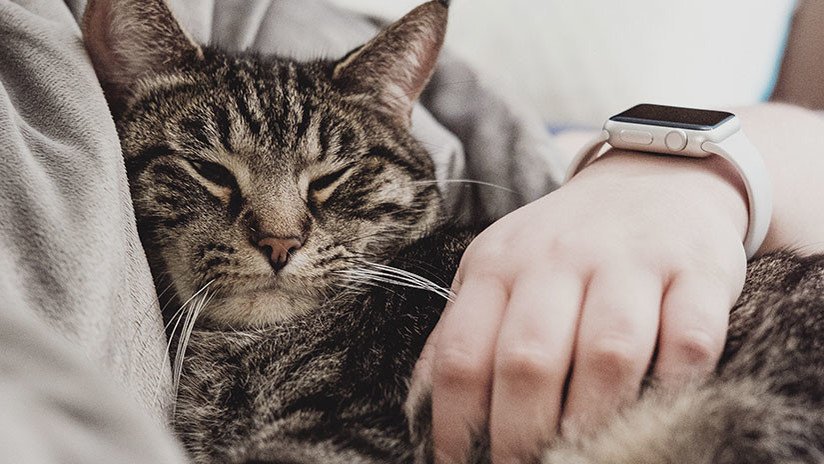 Un felino con mucho 'ojo clínico': Su gata le salva dos veces de las garras del cáncer