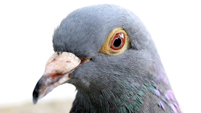 FOTO: Eligen una paloma 'borracha' como ave del año en Nueva Zelanda