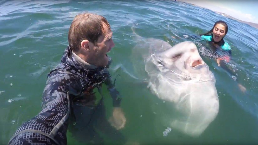 VIDEO: Un pez luna gigante posa para una 'selfie' con buceadores en Sudáfrica