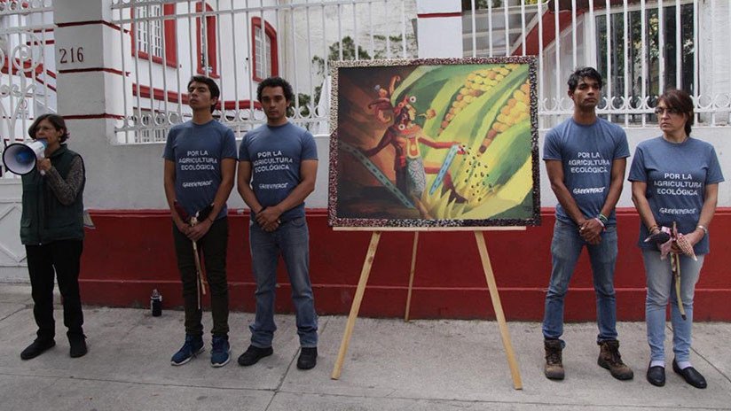 Greenpeace 'premia' a López Obrador por su compromiso para proteger el maíz nativo
