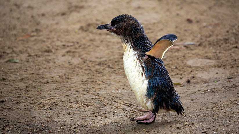 Aparecen muertos decenas de pingüinos en Tasmania y las autoridades culpan a los perros 