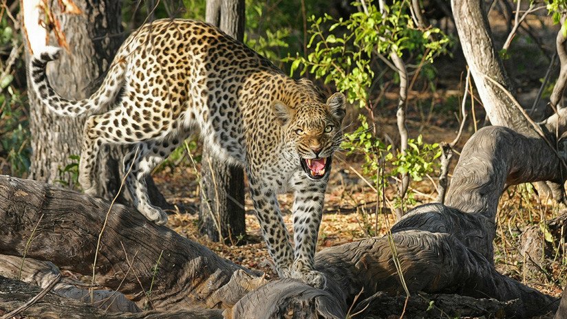 La ley del más fuerte: Brutal pelea entre dos leopardos termina con la muerte del más joven (VIDEO)
