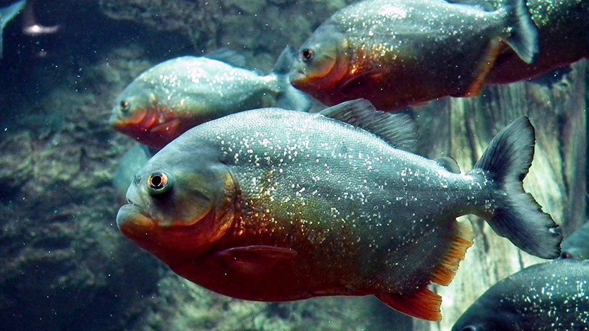 Hallan restos de un impresionante pez con dientes de piraña que vivió en el Jurásico