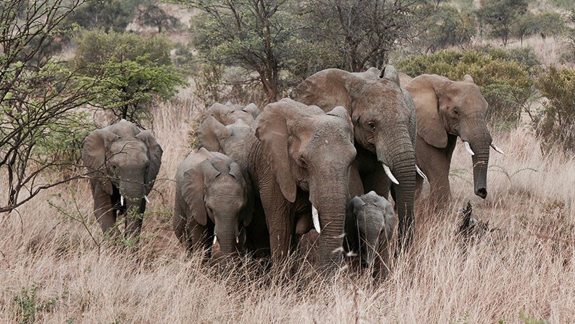 La venganza de la naturaleza: Disparan a un elefante y su manada se lanza contra ellos (VIDEO)