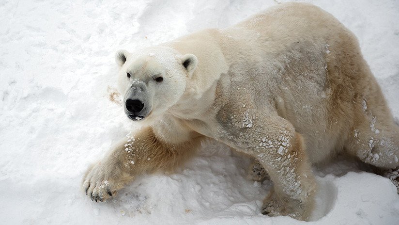 Descubren por qué los animales del Ártico occidental presentan niveles más altos de mercurio