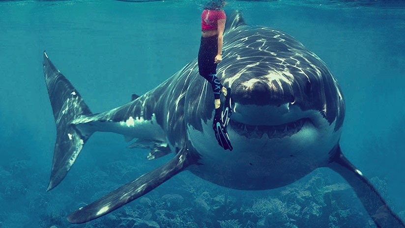 FOTOS: Tiburón ataca a un surfista en un brazo y este se salva al golpearlo en la nariz