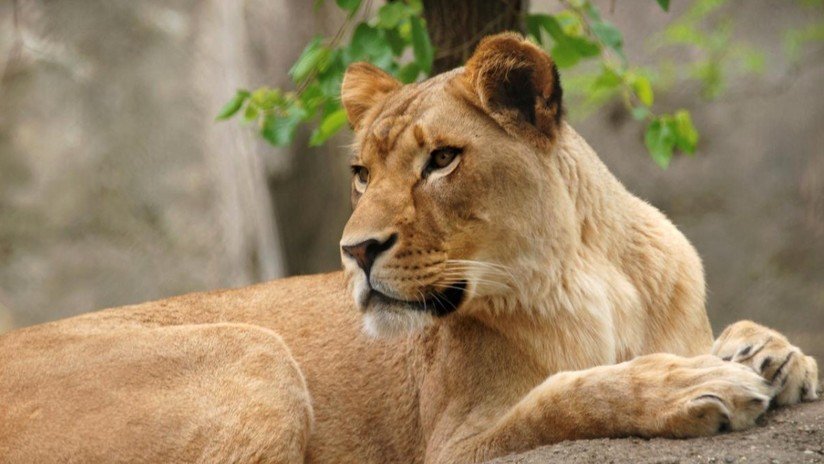 Una leona mata a su pareja y padre de sus tres crías en un zoo de EE.UU.