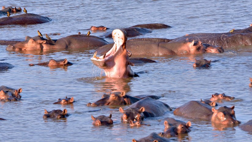 Condenan a muerte a 2.000 hipopótamos por el nivel de agua en un río