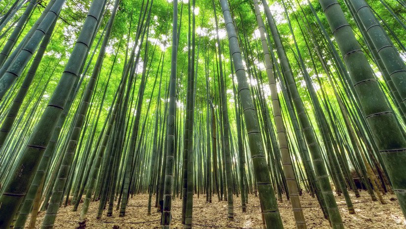 Jamaica busca en el bambú un sustituto del plástico