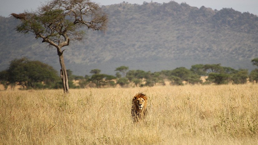 VIDEO: Un león 'escalador' se sube a un árbol para robarle el almuerzo a un leopardo