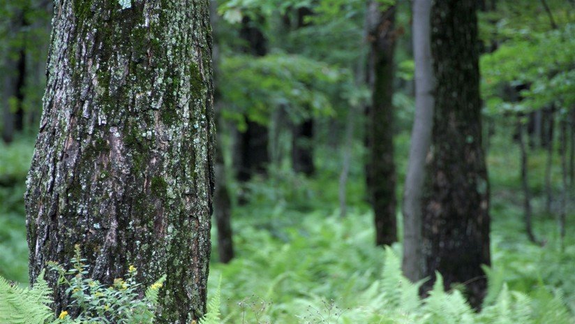 No son efectos especiales: Fascinantes imágenes de un bosque que 'respira' (VIDEO)