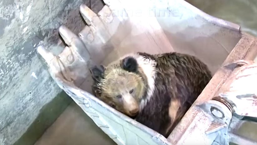 VIDEO: Rescatan con una excavadora a un oso que se ahogaba en un canal en China