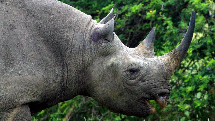 China autoriza el uso medicinal de cuernos de rinoceronte y huesos de tigre tras 25 años prohibido