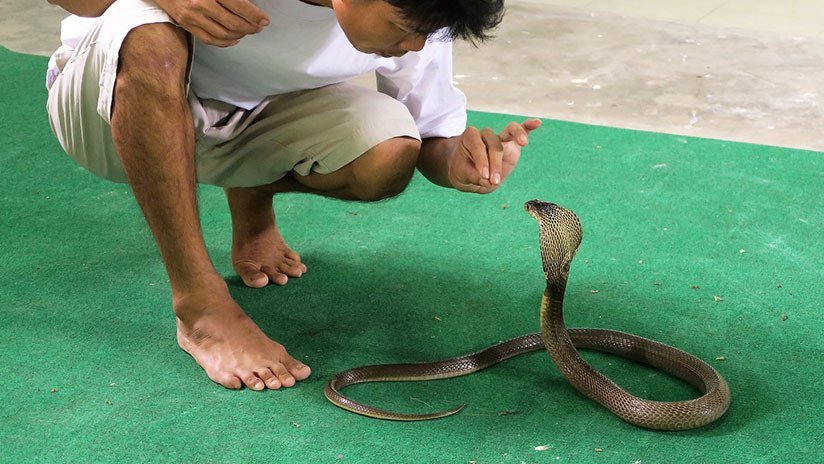 VIDEO: Un bombero tailandés muestra cómo domar una cobra que penetra en una casa