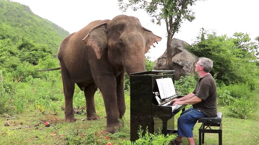 'Soy todo orejas': Pianista da conciertos para elefantes ciegos en un santuario de Tailandia (VIDEO)