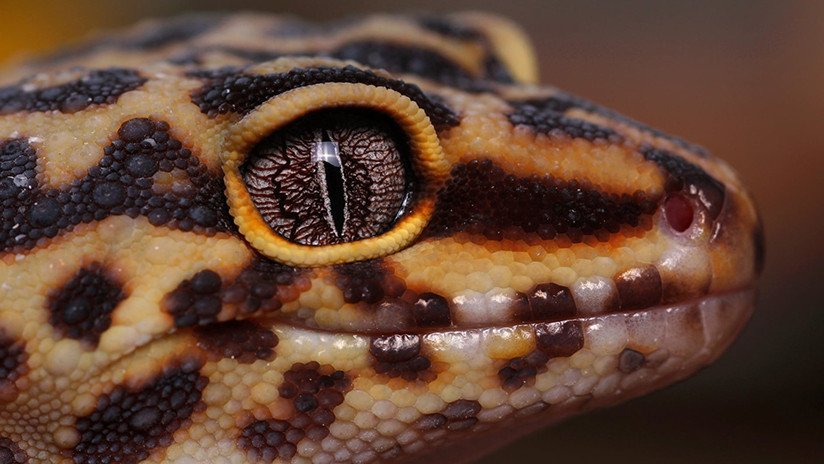 Cabeza de un gecko leopardo