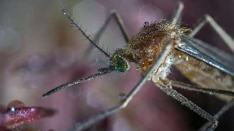 VIDEOS: Mosquitos "monstruosos" invaden Carolina del Norte tras el huracán Florence
