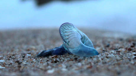 FOTO: Bañistas hallan unas extrañas criaturas azules con tentáculos en las playas de EE.UU.