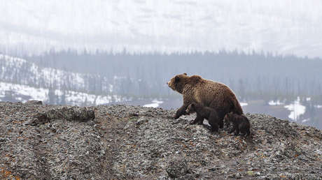 Estadounidense lesionado explica en video cómo sobrevivió al ataque de un oso grizzly