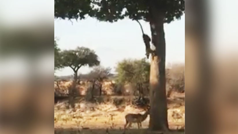 VIDEO: Un astuto leopardo embosca a un antílope bajo la mirada impávida de los monos