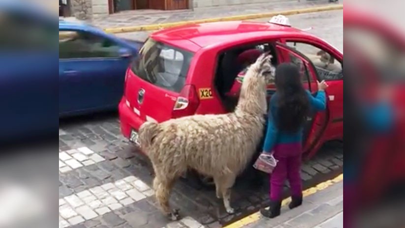 Mientras tanto, en Perú: Una llama 'toma' un taxi en Cusco (VIDEO)