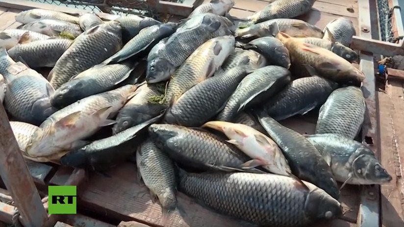 FOTO, VIDEO: Miles de peces mueren en el río Éufrates "en circunstancias misteriosas"