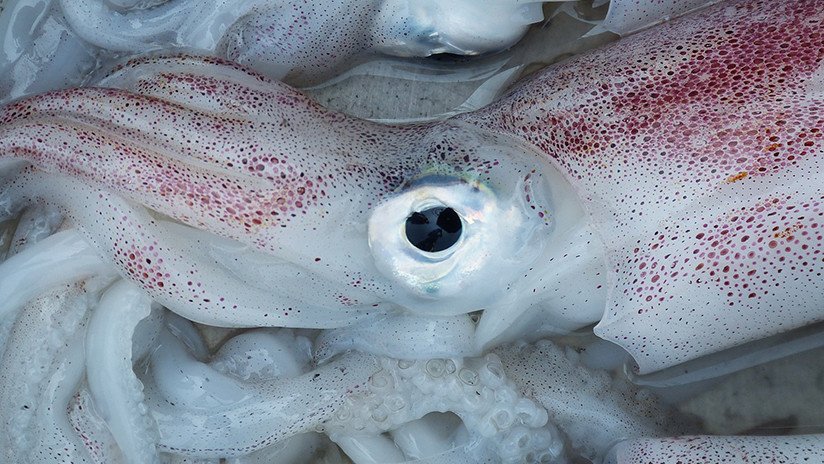 VIDEO: Un calamar baña en tinta negra la cara del pescador que intenta atraparlo