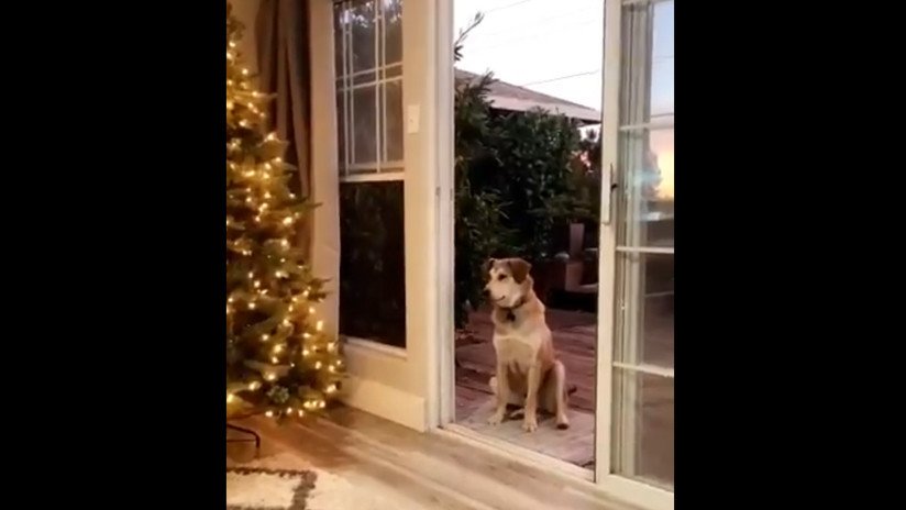 VIDEO: Un perro que espera sentado hasta que le abran una puerta invisible arrasa en las redes