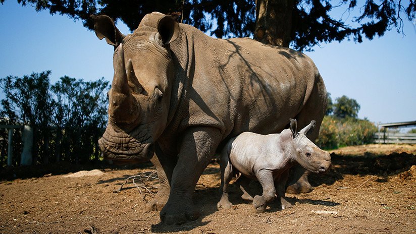 Descubren antiguo nexo entre dos tipos de rinoceronte blanco que podría ayudar a evitar su extinción