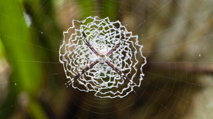 Explican por qué la seda de araña es cinco veces más fuerte que el acero  