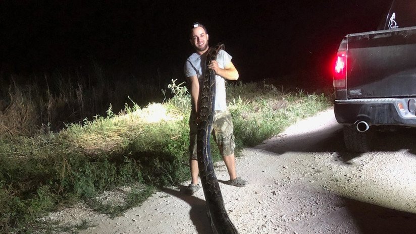 FOTO: Un cazador gana 375 dólares por capturar una pitón de más de 5 metros