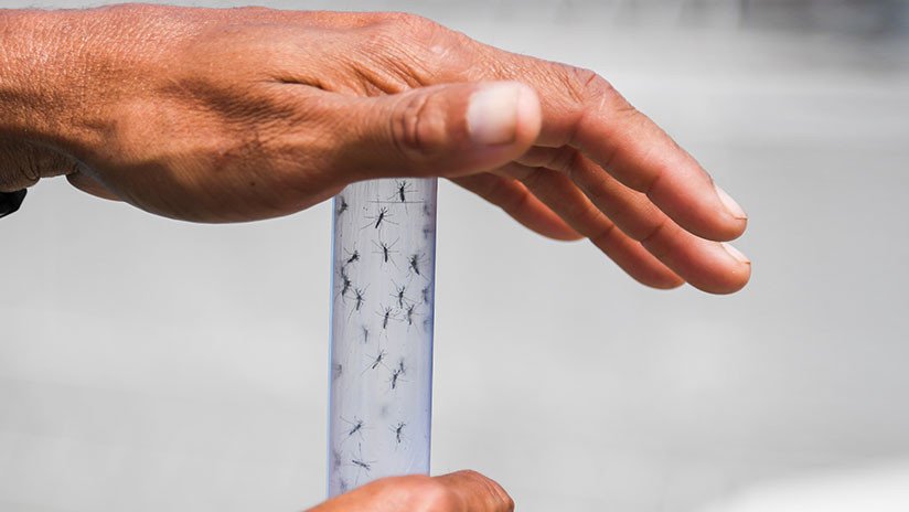 Los mosquitos sobreviven al experimento más cruel de la historia por una buena causa