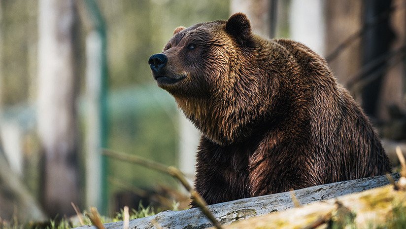 Un jubilado de 78 años se defiende de un oso golpeándolo en la nariz