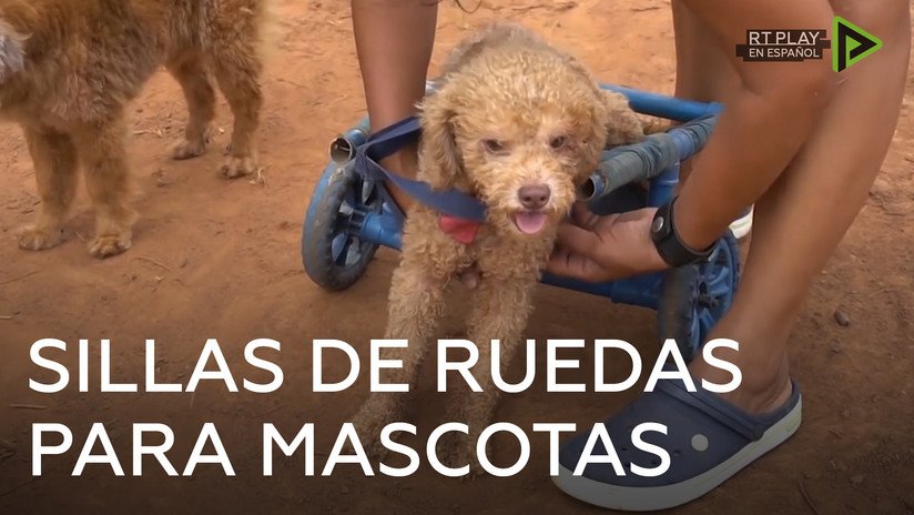 Mujer paraguaya crea sillas de ruedas artesanales para mascotas