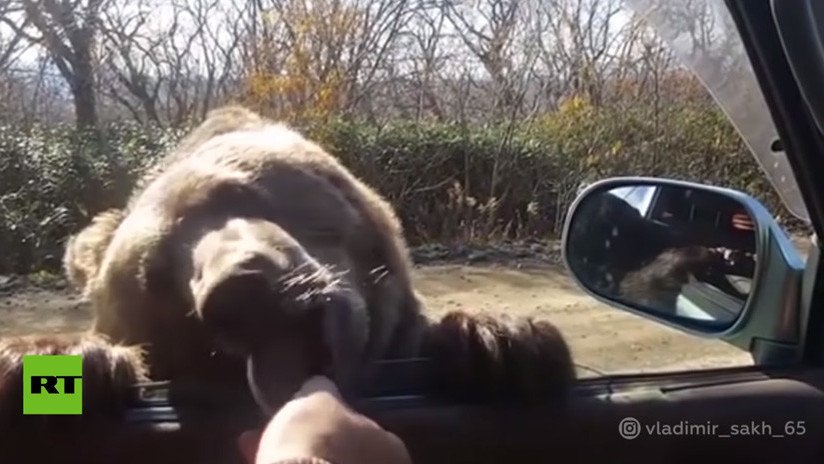 VIDEO: 'Sobornan' a un oso con galletas desde un coche para que les 'permita' pasar